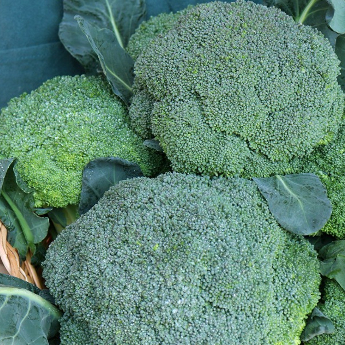 국내산 친환경 햇 유기농 브로콜리 브로코리 브로컬리 반찬 건강식, 3kg, 1개 49,900원