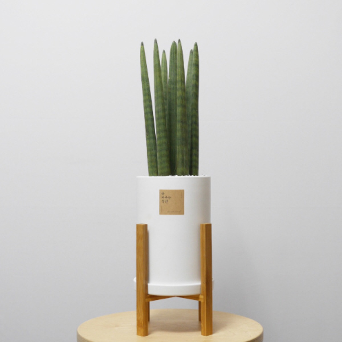 꽃피우는청년 중형 실내공기정화식물(원형 화이트 화분 + 우드스탠드) 36,000원