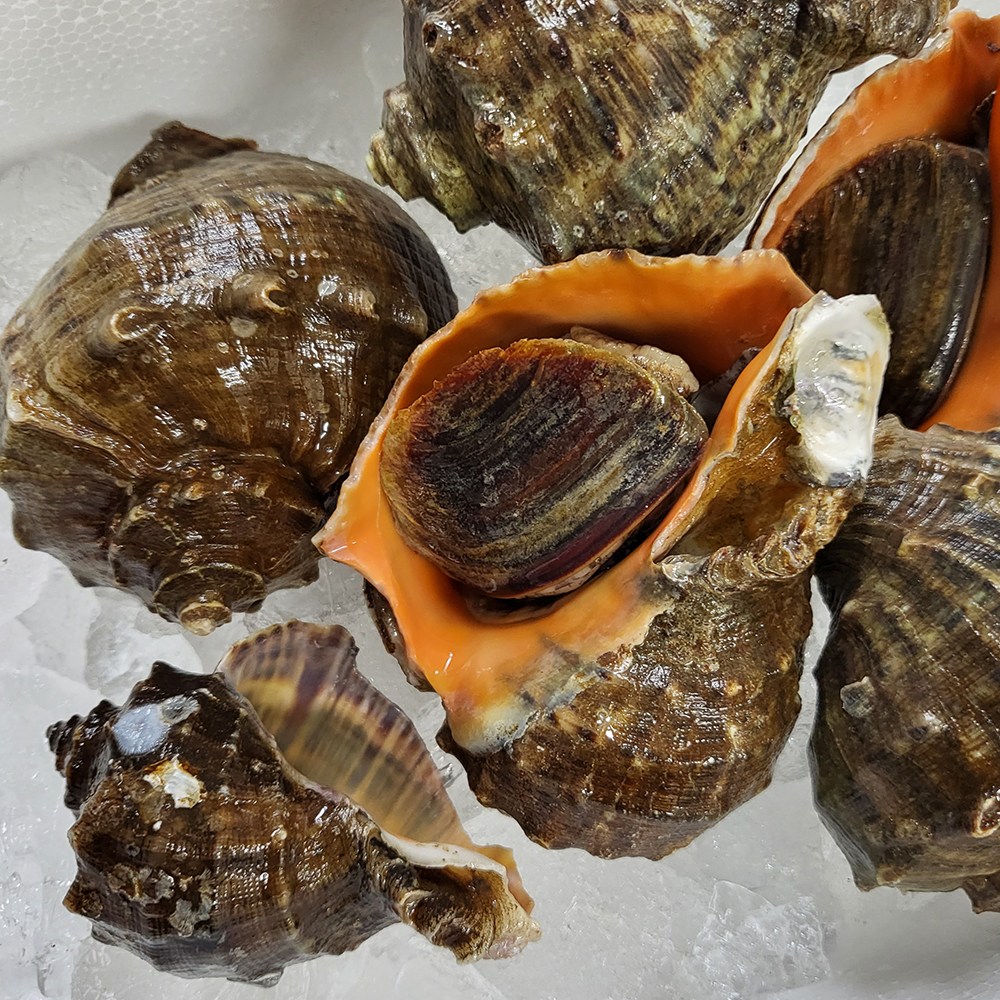 국내산 태안 자연산 참소라 1kg 소라 14,900원