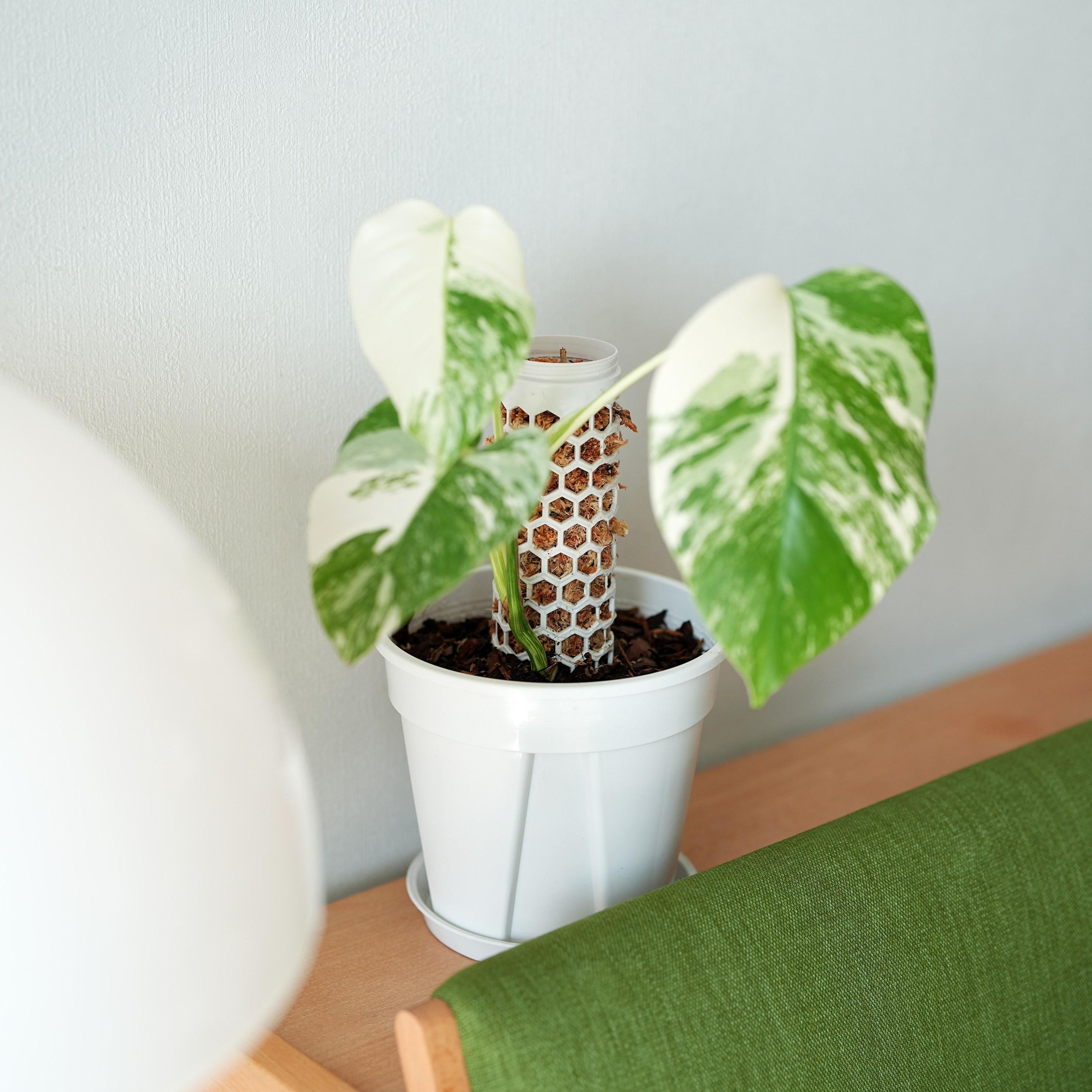 [메종드정글] 정글봉 줄기식물 슬릿화분, 모듈식 지지봉 (화이트 색상, 슬릿 화분과 28cm 지지봉) 13,600원