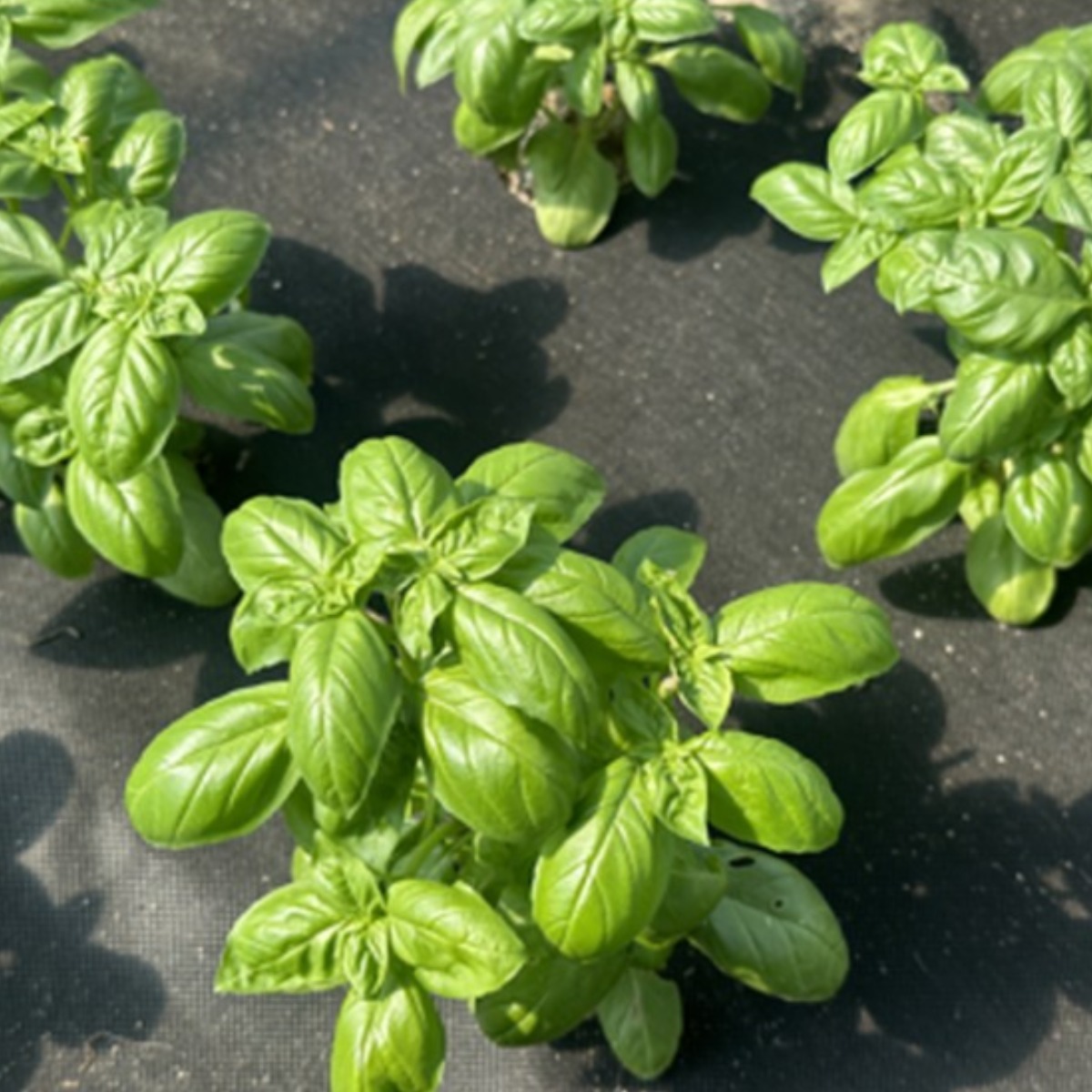 아시아종묘 씨앗 허브 디아만테 바질 50g 35,000원