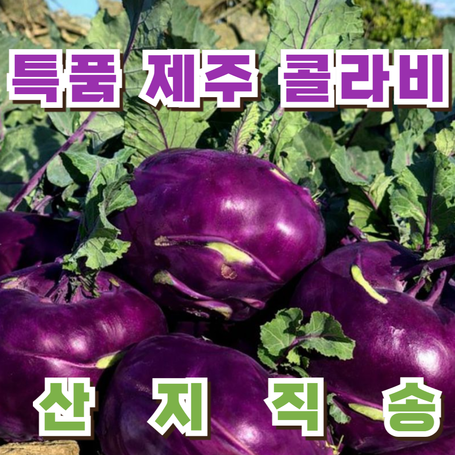 [타임특가] 달찌네 고당도 특품 제주 콜라비, 1개, 5kg 22,900원