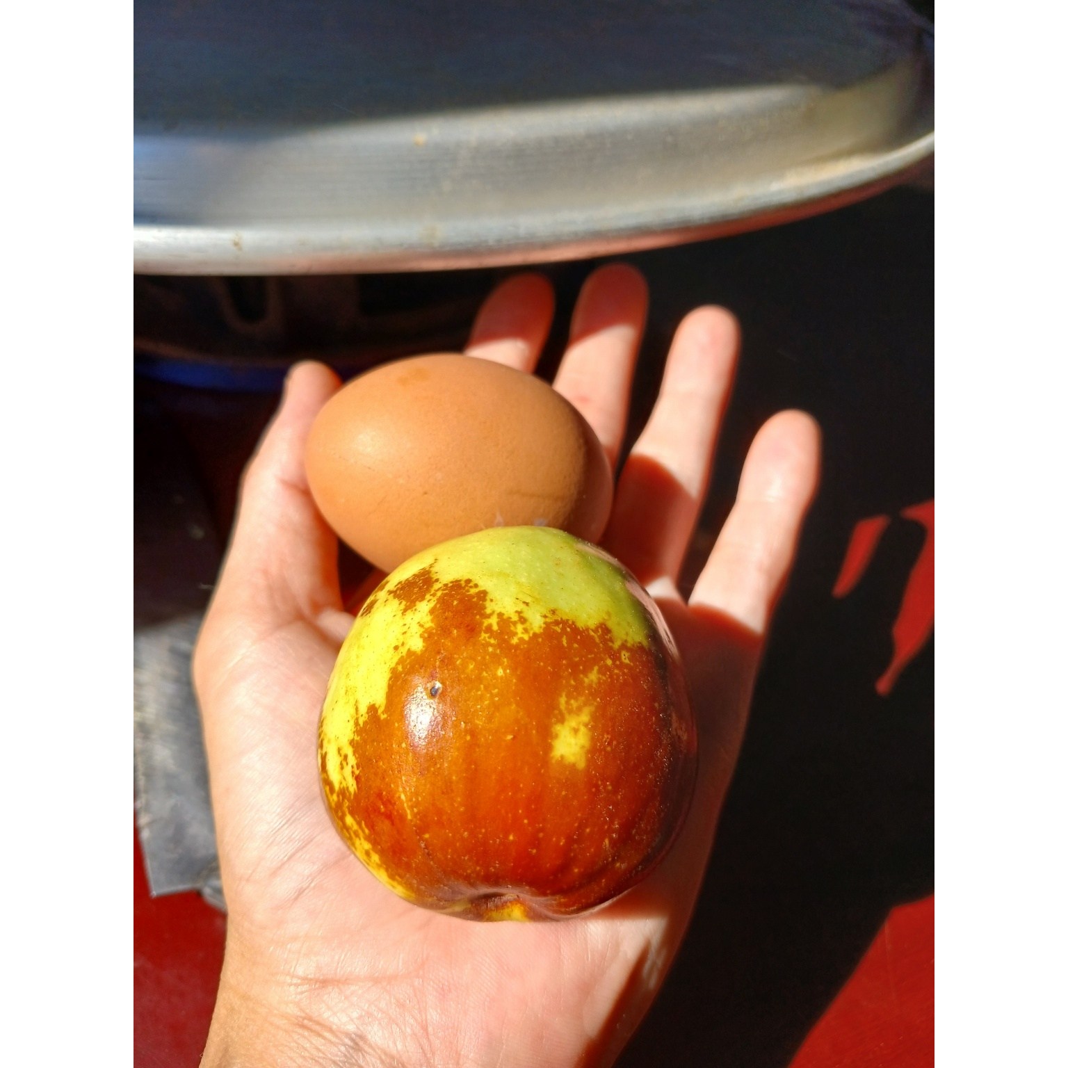 [너와 함께라면] 대추나무(대왕대추 , 뿌리묘 , 접목1년(10주) 65,000원