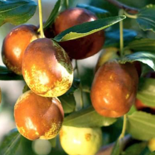 그루담다 대추나무 사과대추 묘목 4년생 50,000원