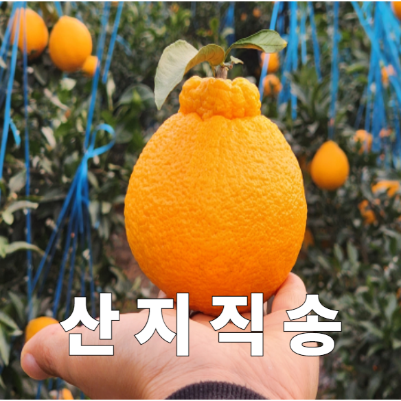 <품담> 제주산 하우스 한라봉 산지직송 제철 한라봉 감귤 28,700원