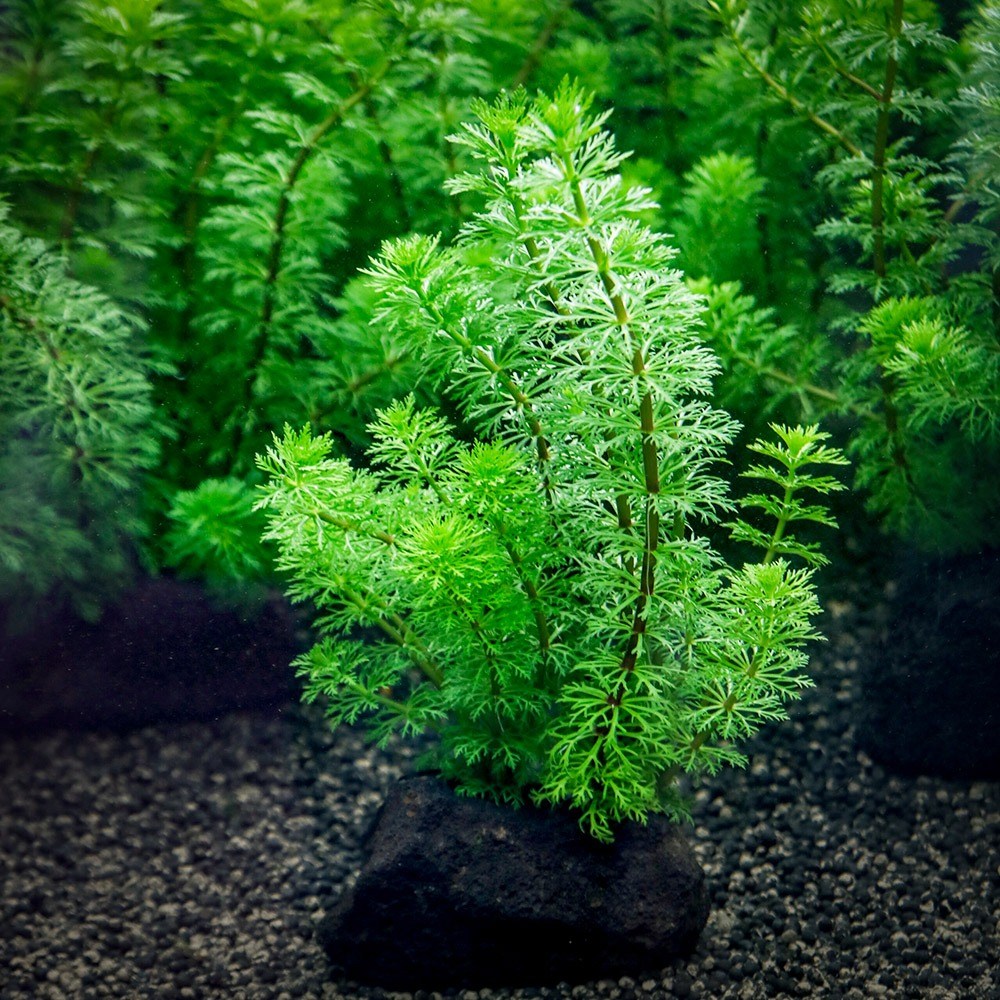 미미네아쿠아 2구 활착수초 - 암브리아 9,100원