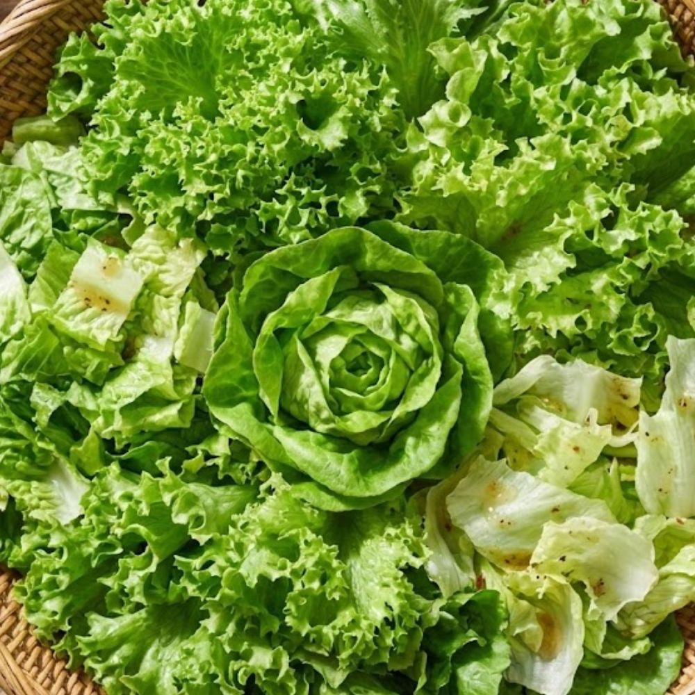 유러피안 샐러드 쌈채소 로메인 바타비아 버터헤드 크리스탈 멀티리프 500g 800g 1kg, 1박스, 500g 6,900원