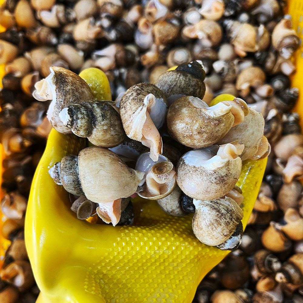 동해안 묵호항 당일조업 자연산 활 백골뱅이 백고동 소중 중대 특대 1kg 19,900원