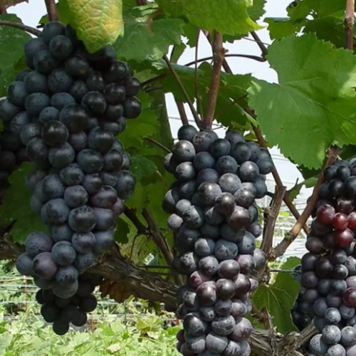 그루담다 포도나무 캠벨 묘목 5년생 포트 45,000원