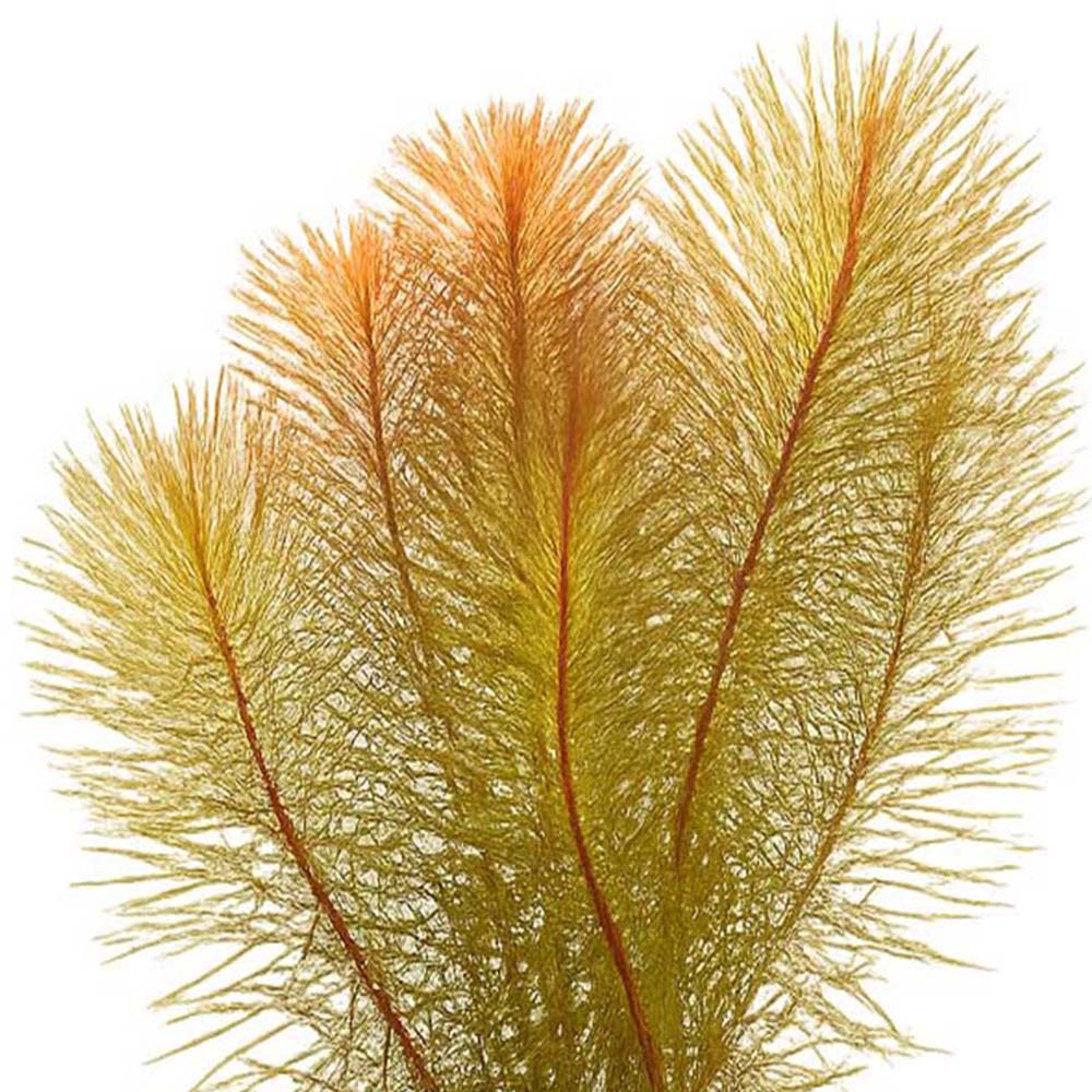 [수초대장] 로탈라sp 베트남 (4촉) 중후경수초 3,000원