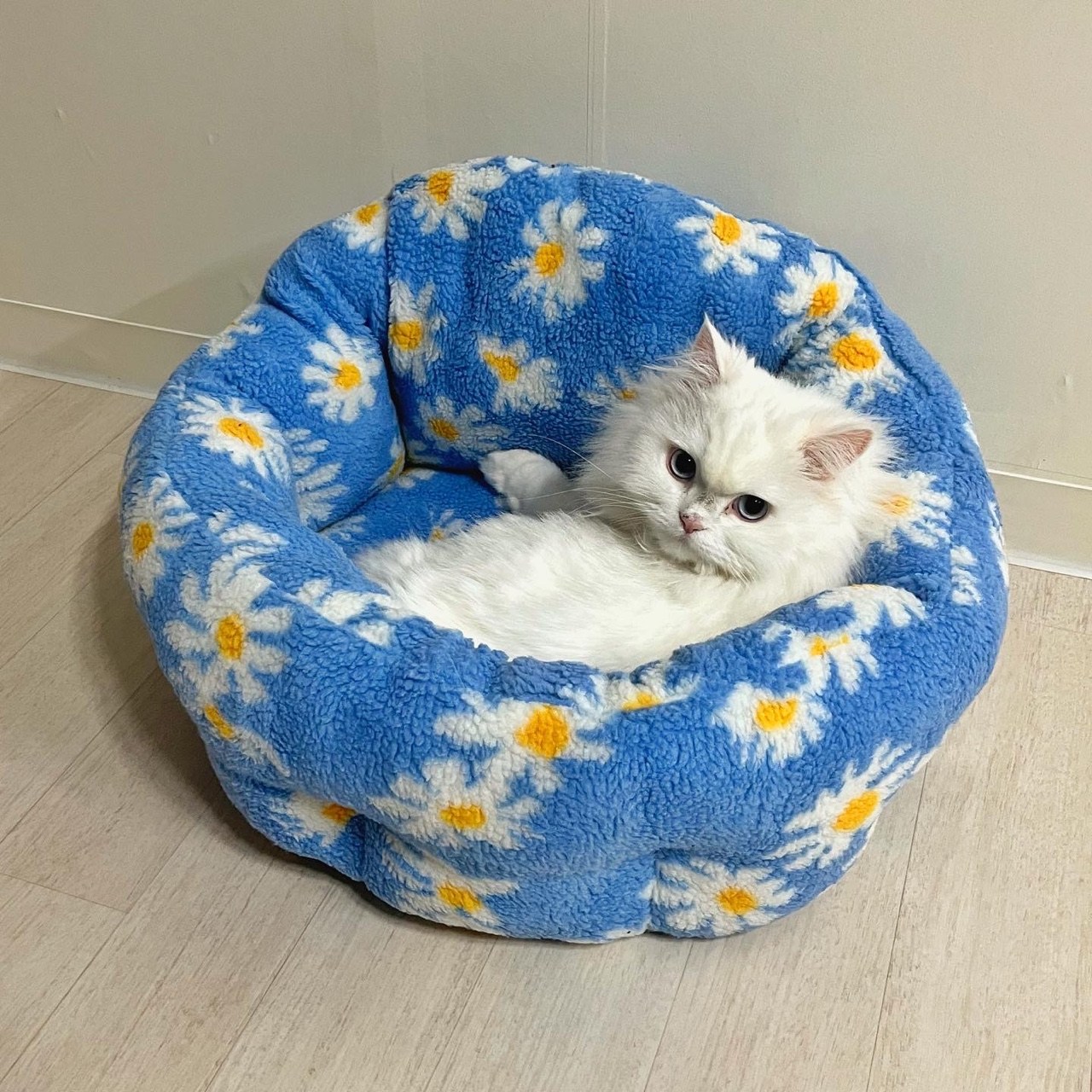 가티가티 고양이 숨숨방석 쿠션 마약 방석 강아지 원형 도넛, 스카이 데이지, 1개 41,900원