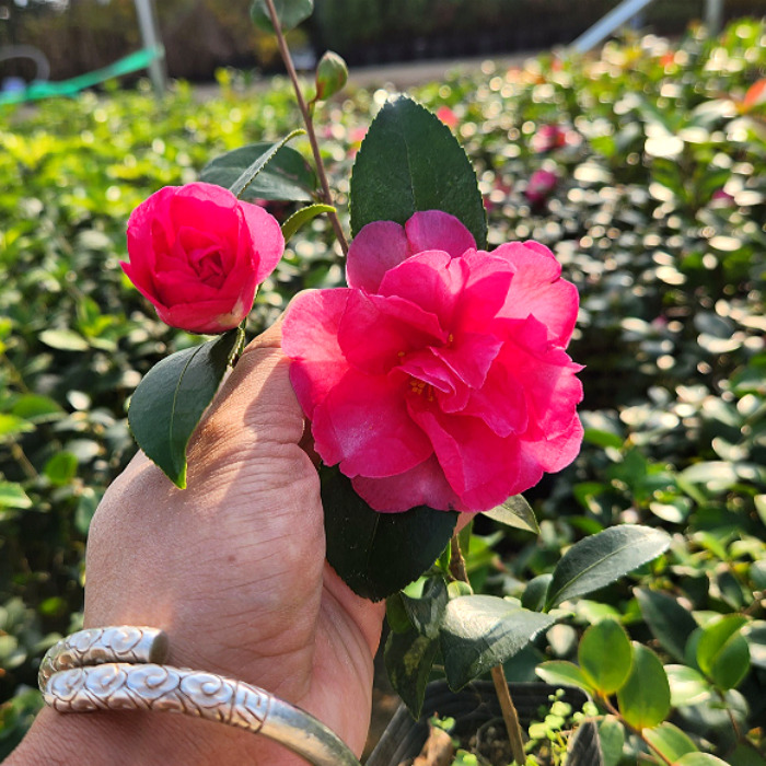 목하원예조경 애기동백나무 포트묘 개화주 묘목 겨울꽃 상록수 관엽식물 정원수 조경수 동백 꽃나무, 1개, 단일 4,000원