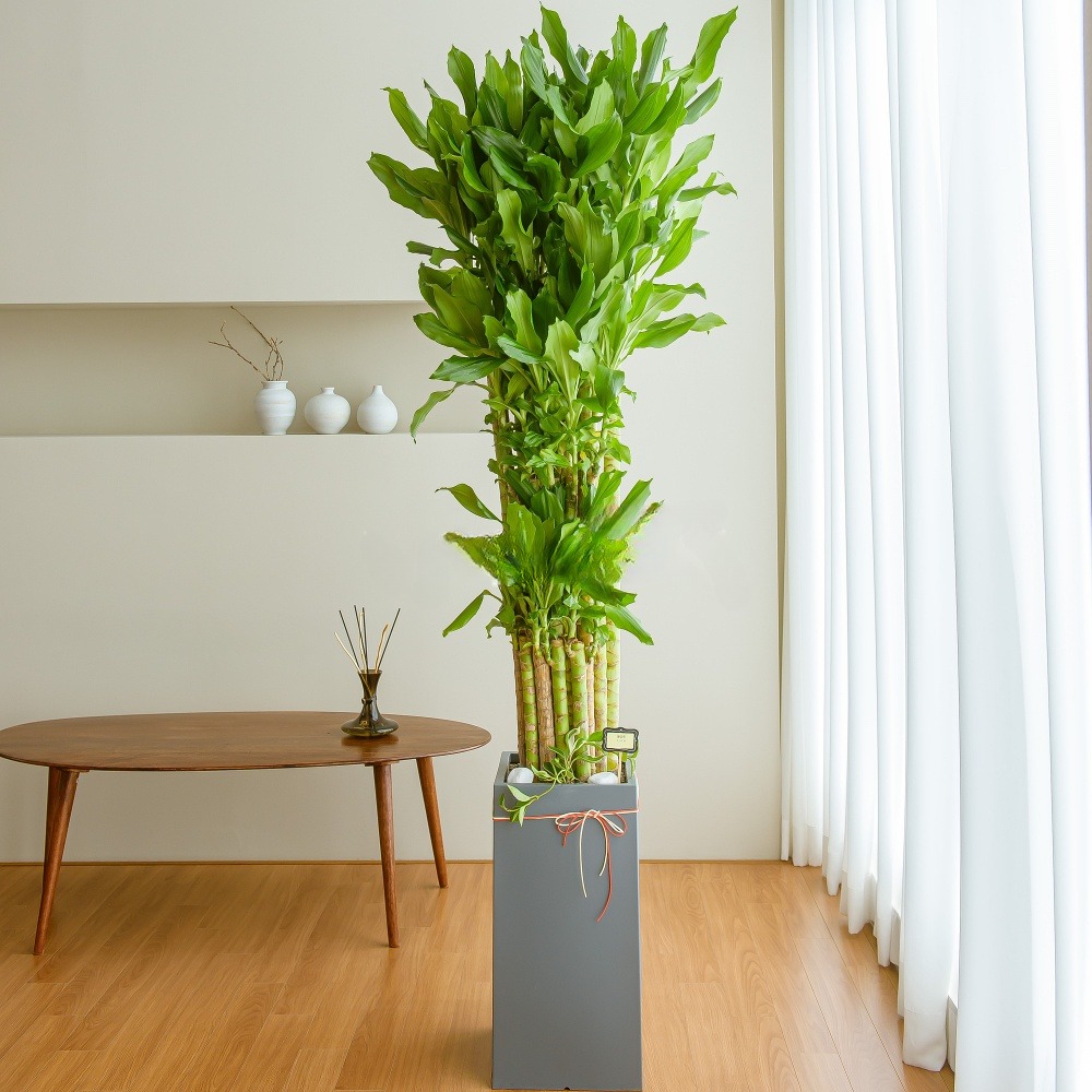 나눔플라워 전국 관엽식물 금전수 스투키 해피트리 행운목 극락조 고무나무 개업축하 실내공기정화 사무실식물 나무배달서비스, 1개, 황금죽 114,000원