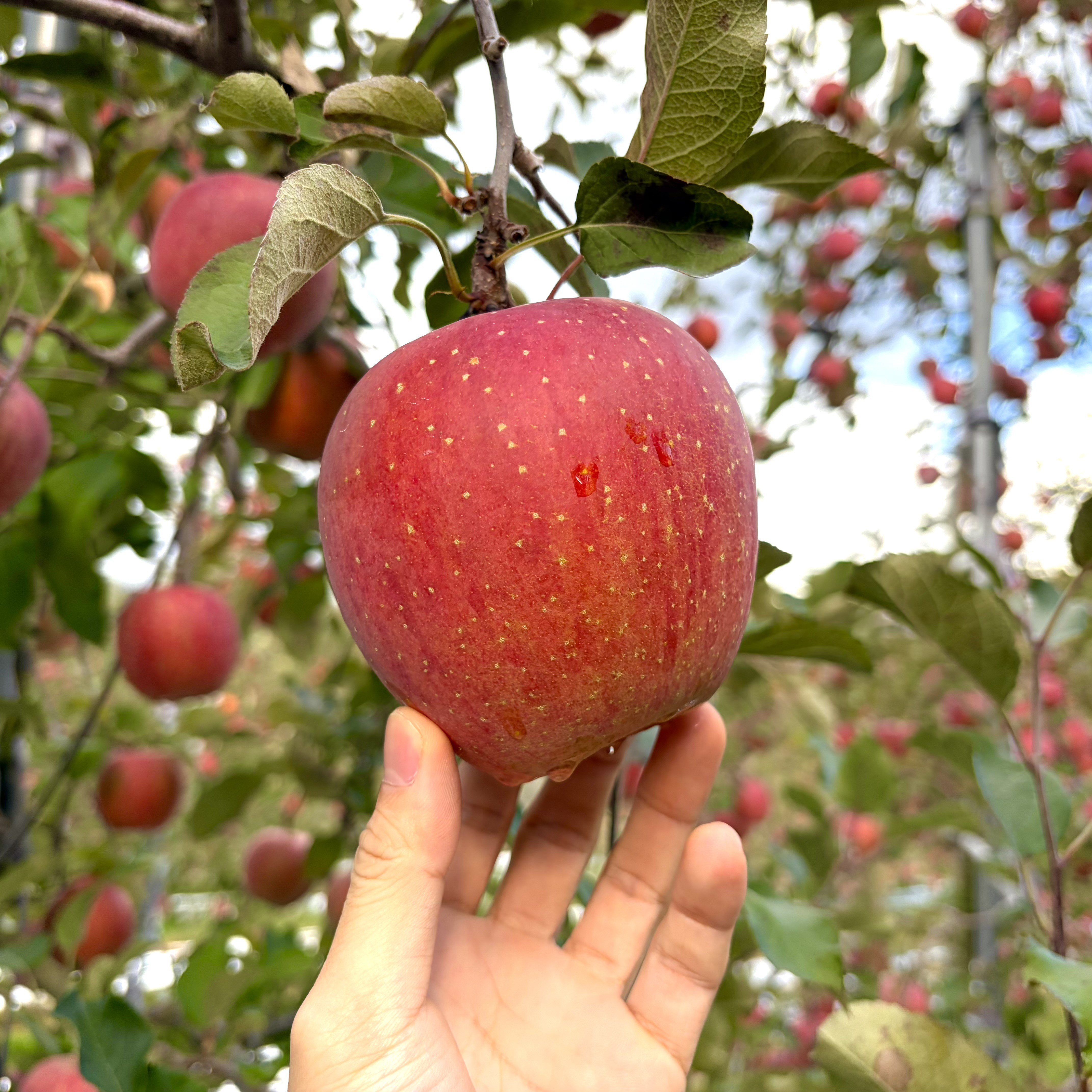 [고당도 보장] 공판장 출하 반품걱정없는 부사 꿀 사과 산지직송 18브릭스 54,900원