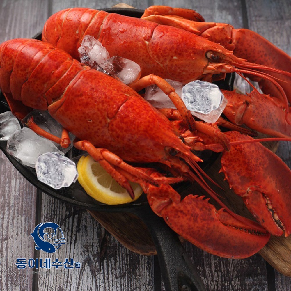 [동이네수산] 캐나다현지급냉 프리미엄 자숙랍스터 (마리당 440~500g) 83,500원