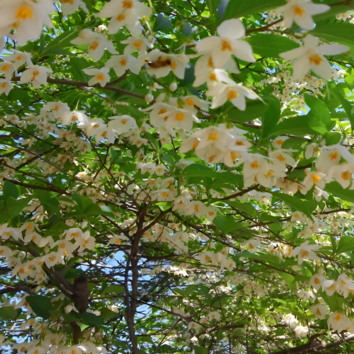 때죽나무 묘목 실생1년생 노지월동 정원용 조경나무 여름꽃 관상수 (같이가치농원) 2,000원