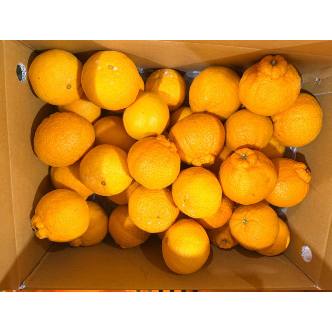 제주농장 직송 초고당도 제주 한라봉 로얄과만 판매 과즙팡팡 갓 수확한 초신선 제철한라봉 63,450원