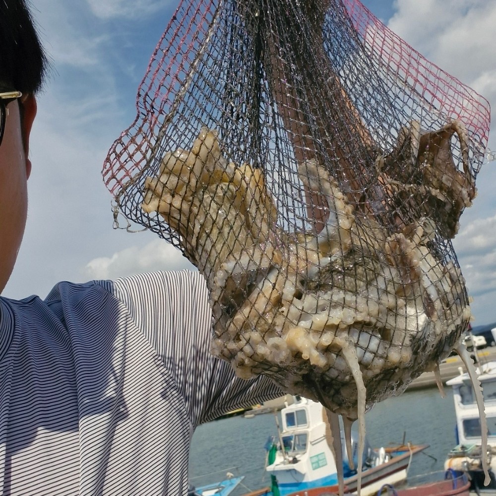 국내산 알배기 활 쭈꾸미 당일조업 알쭈꾸미  국산쭈꾸미 38,000원