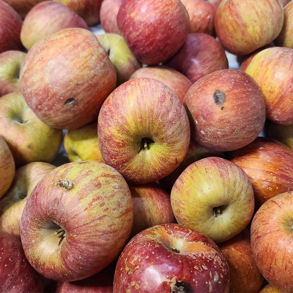 경북사과 못난이 사과 착즙용 가정용 대용량 [아침이슬농원], 1개, 빨간사과 주스용 10kg 23,900원