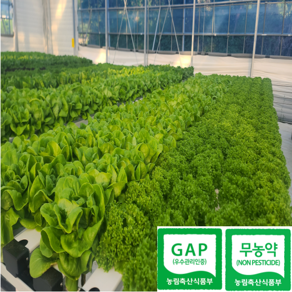 [도하팜] 유러피안샐러드 채소 수경재배 친환경 무농약 GAP 유럽샐러드 믹스 유럽상추 모듬채소 버터헤드 프릴아이스 카이피라등, 1개, 1kg 11,000원