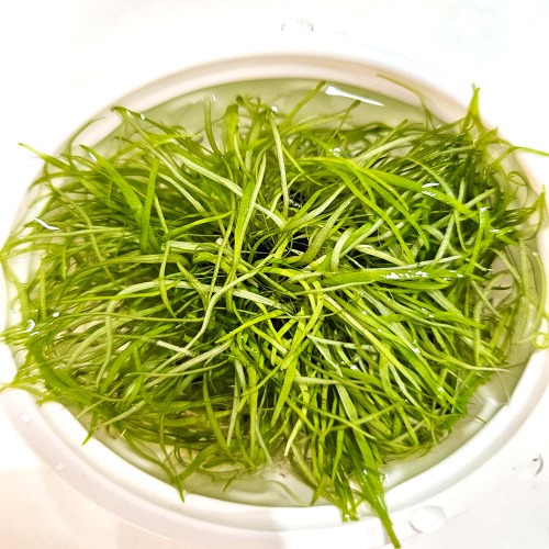 [수초대장] 니그로 워터론 소스컵 (80뿌리이상) 전경수초 13,900원