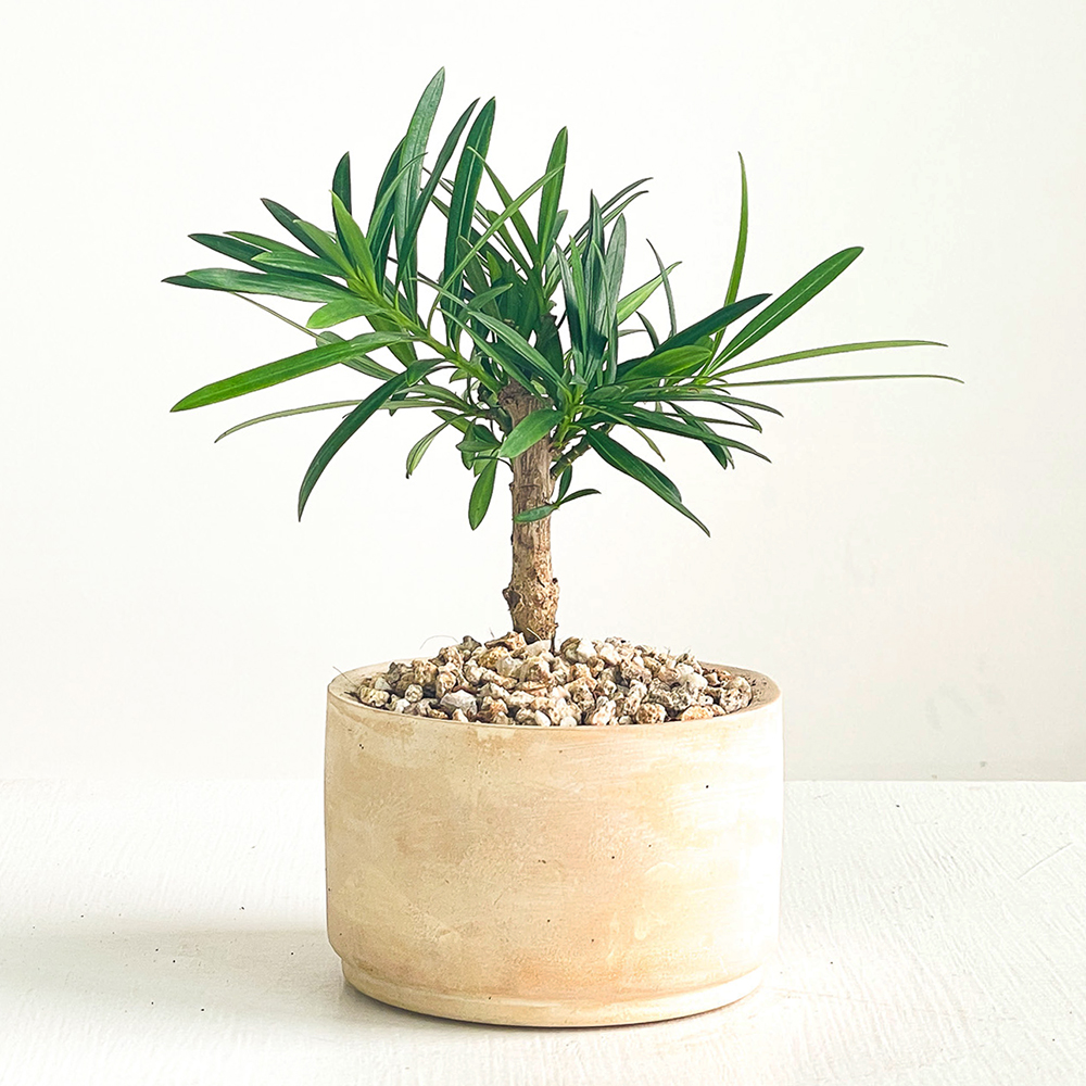 [로켓프레시] 프레시가든 나한송 + 미니분재 세트 24,900원