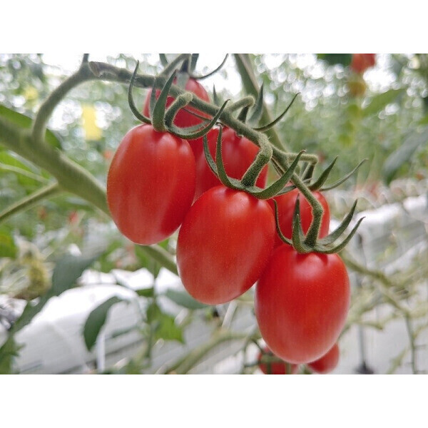 [대간농장] 싱싱한 대추방울토마토 로얄과 2kg 2박스 구매시 1kg 추가 총 5kg 발송, 1개, 대추방울토마토 2kg 로얄과 15,900원