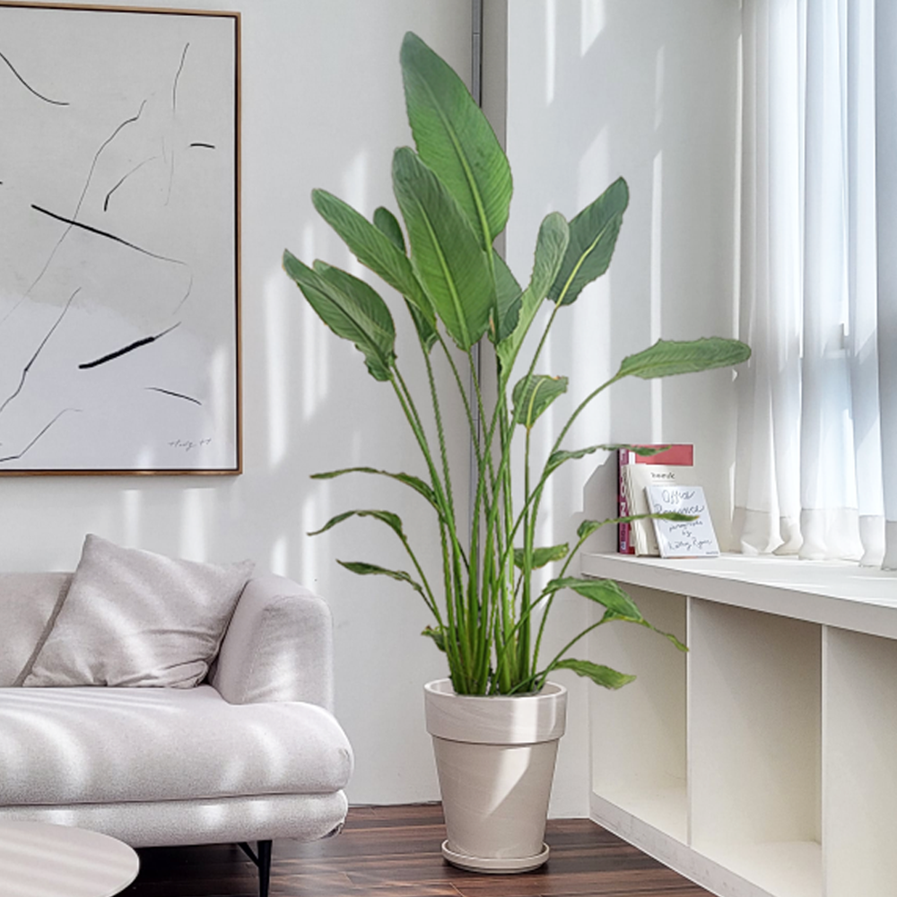 농원청년 크림토분 취임 영전 이직 승진 축하화분 실내 공기정화식물 사무실 카페 매장 공간 인테리어식물 거실화분 집들이 개업식 축하화환 여인초 금전수 뱅갈고무나무 아레카야자 행운목 179,000원