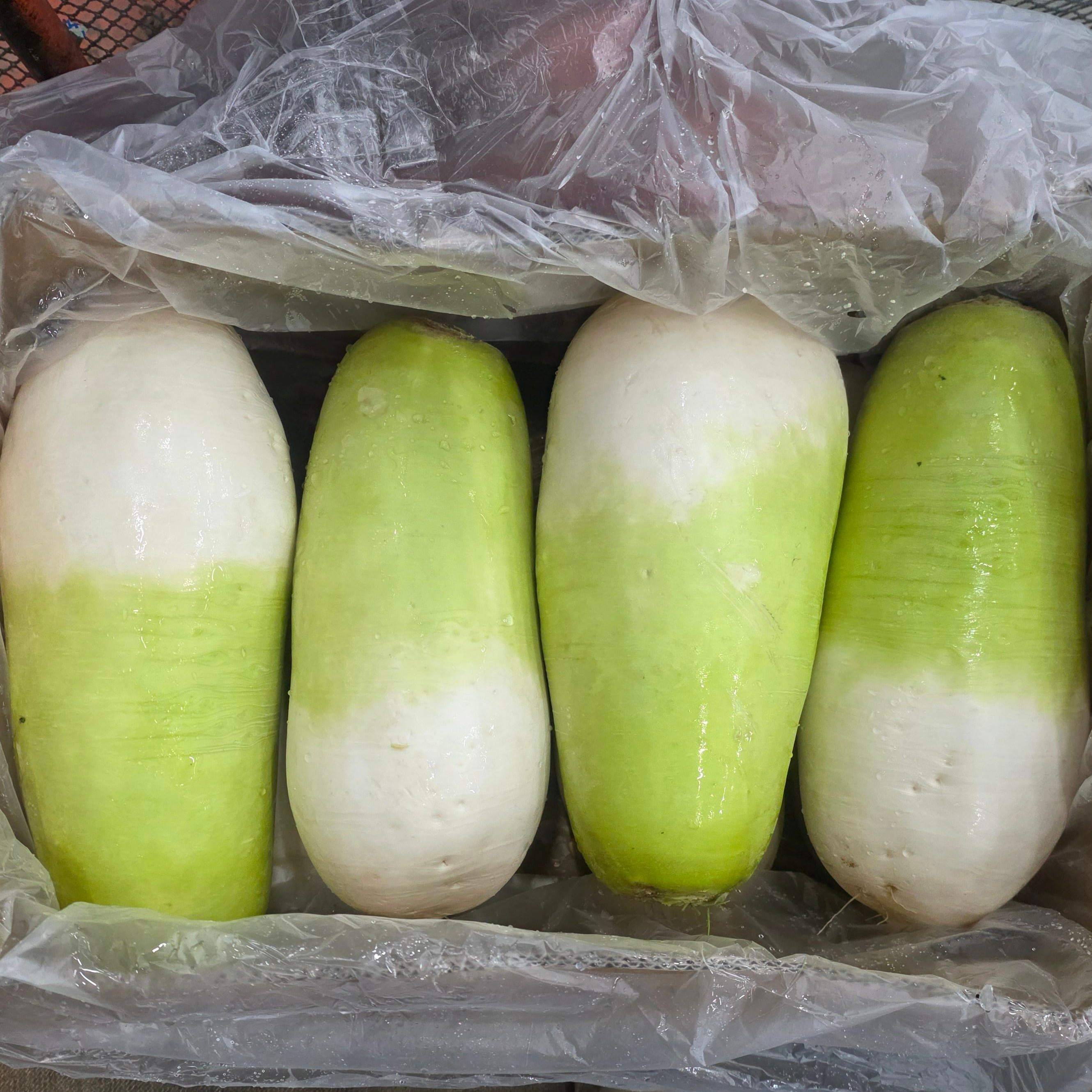 [당일경매] 제주 월동무우 10수, 1개, 20kg 33,900원