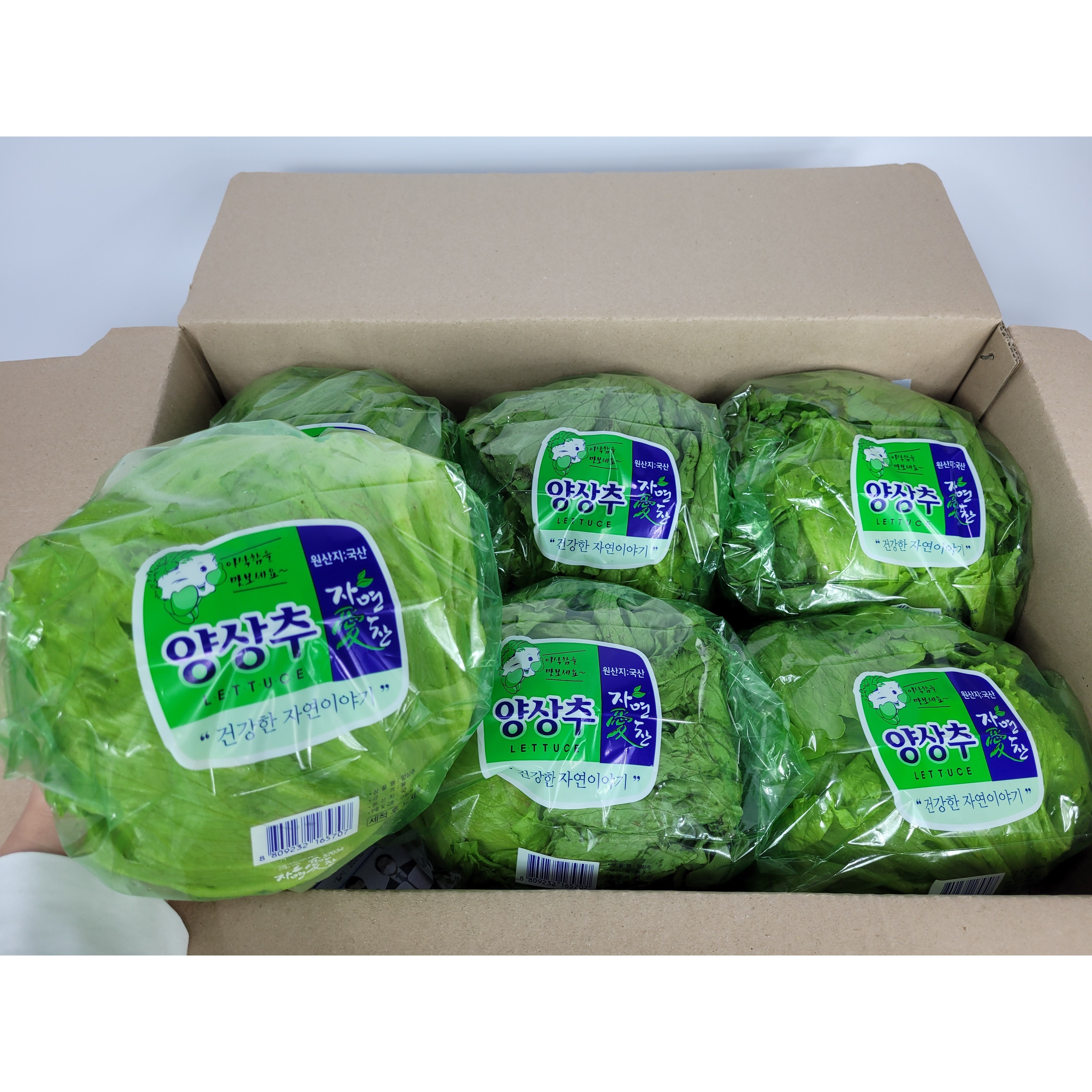 [산지직송] 꿀비마켓 국내산 포장 양상추 6통 식자재 13,000원