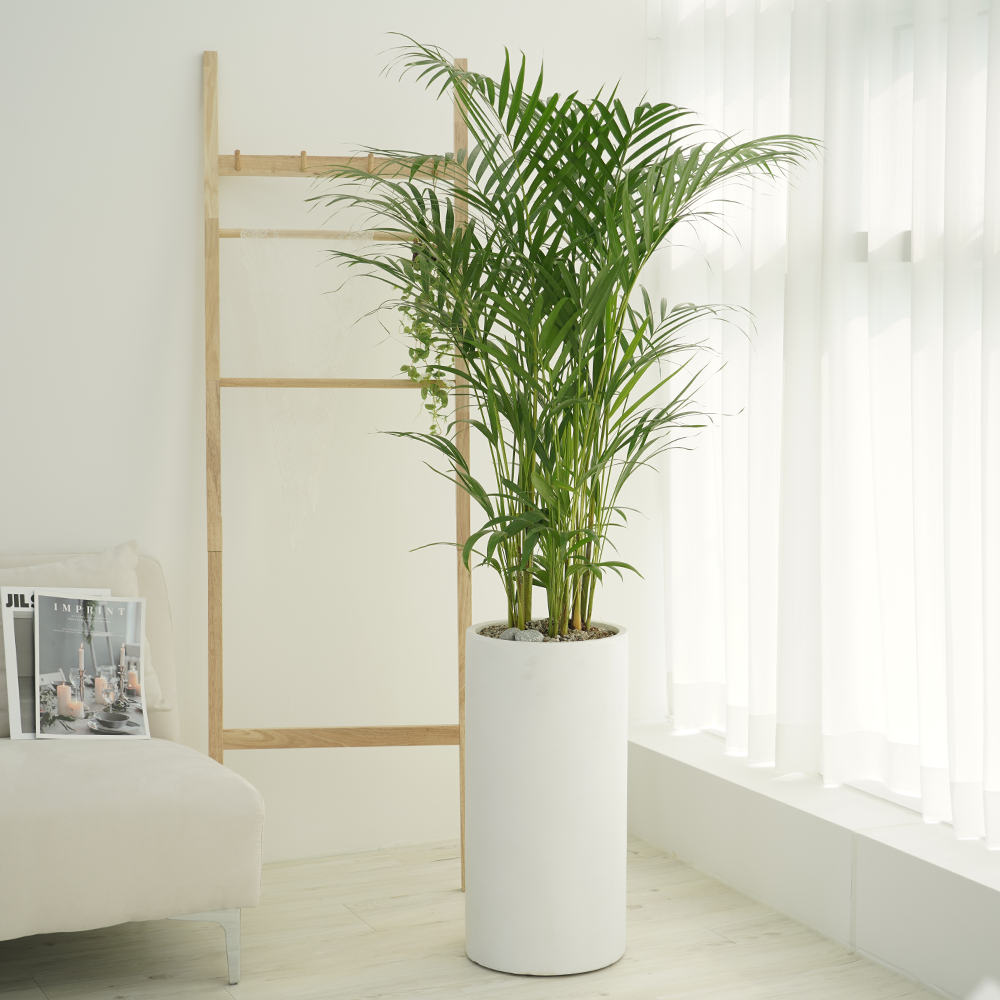 농원청년 돈나무 금전수 인테리어 공기정화식물 개업화분 집들이 승진 선물 사무실 이전 개원 병원 식당 개업식 축하화분배달, 48.VIP대형 아레카야자, 1개 149,000원