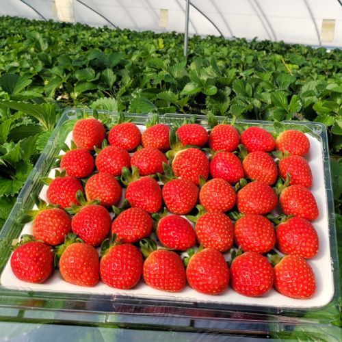 최상급 산지직송 설향딸기, 4개, 중 700g(20~35과) 28,680원