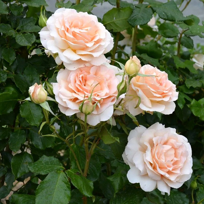 사계장미 유럽 땅장미 5종 포트묘 다개화 14,500원