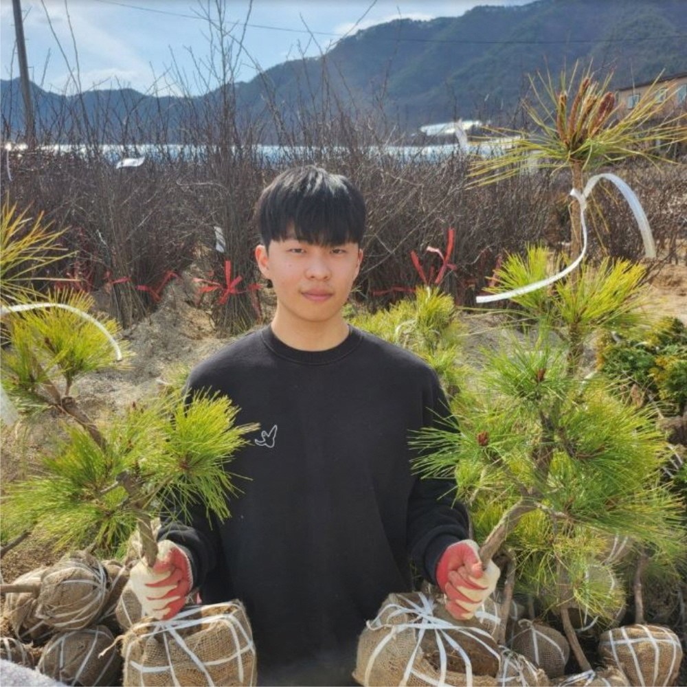 소나무 묘목 황금소나무 6년 분다리 분묘 묘목 소나무 황 금송 향나무 57,200원