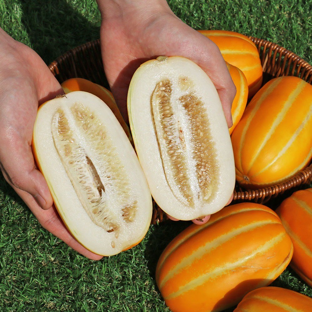 [일50박스한정] 진한 단맛 고당도 성주 참외 가정용 29,900원