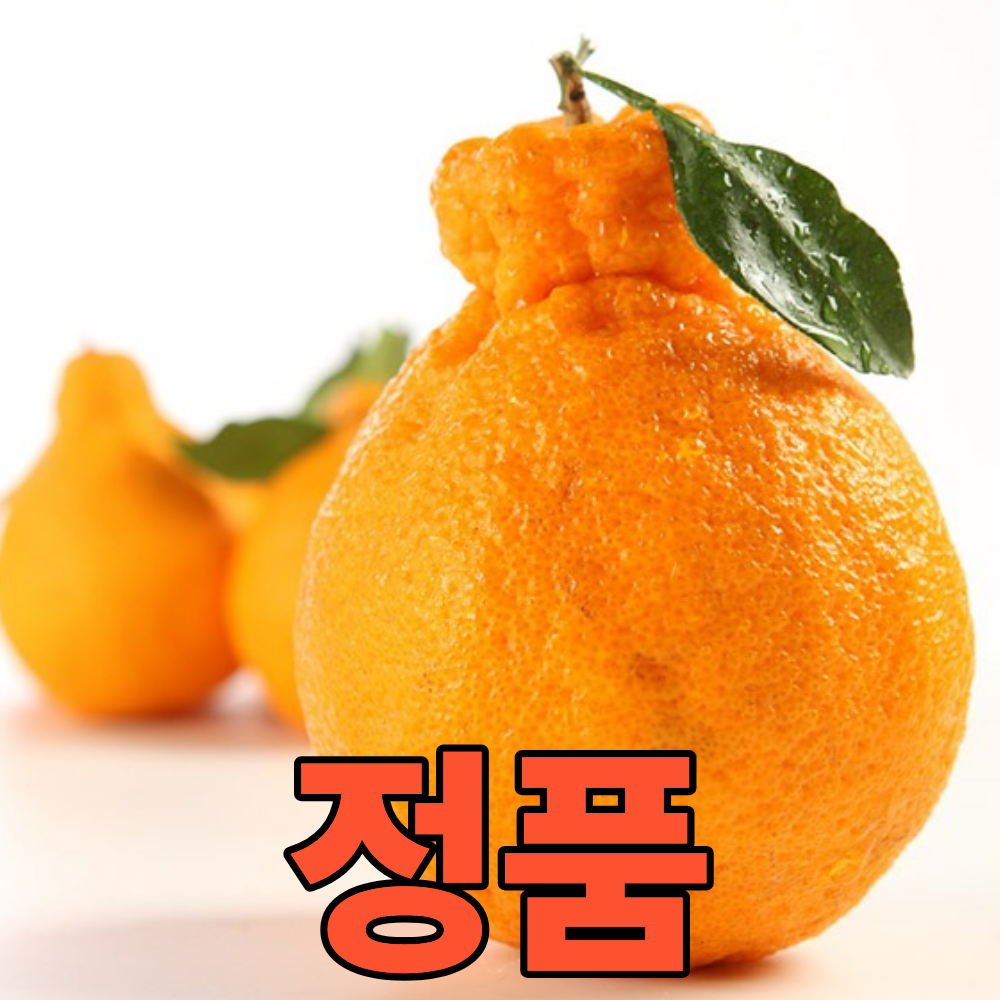 정품 특품 프리미엄 제주 한라봉, 1박스, 10kg (중과) 59,000원