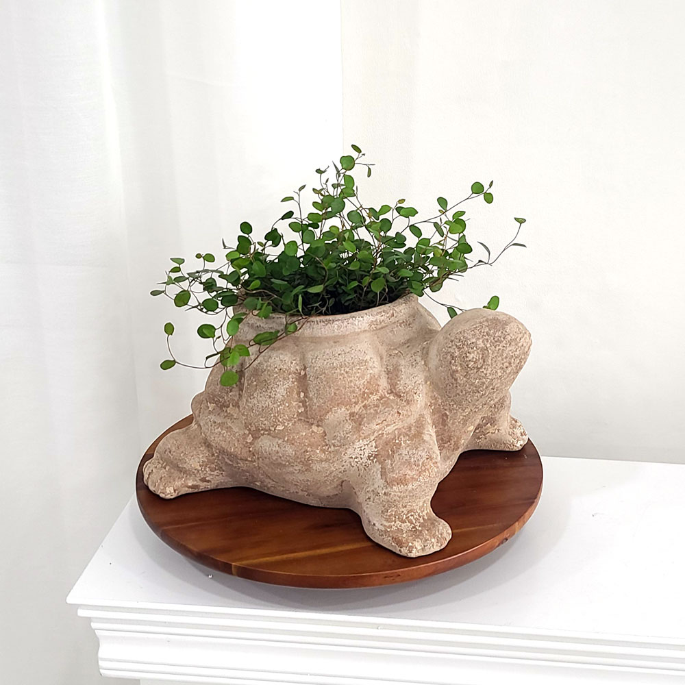 테라원 빈티지 아쿠아 애니멀 동물 토분 거북이 42,300원