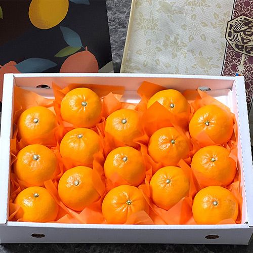 당도선별 제주도 천혜향 천해향 산지직송, 1개, 선물용 5kg(대과 10~18과) 55,900원