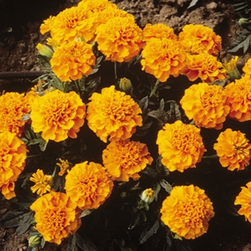 아시아종묘 씨앗 고급꽃 메리골드 1000립 슈퍼보이 오렌지 40,000원