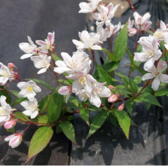 [씨앗편지] 말발도리 ( 유키체리블라썸 모종2포트,노지월동,다년초,야생화) 9,900원