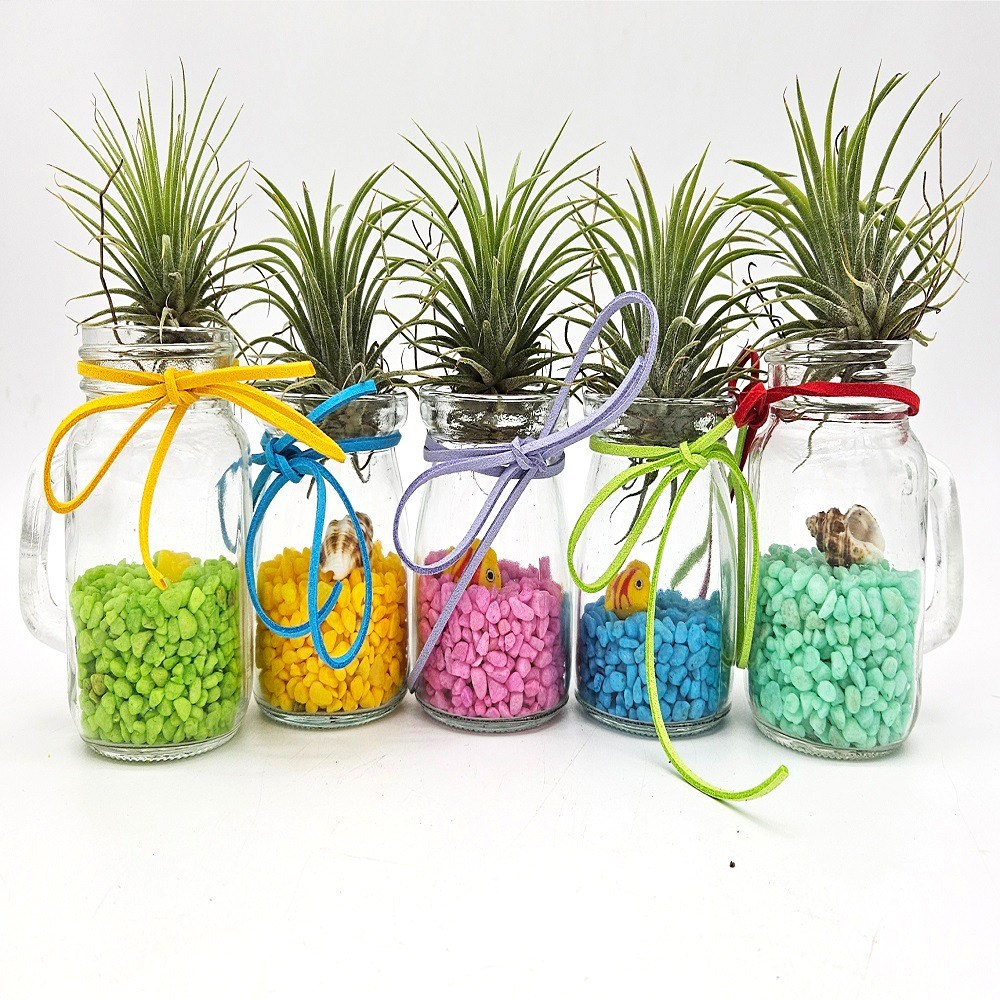 먼지먹는식물(이오난사틸란)푸딩병1인, 현재가 3,700원