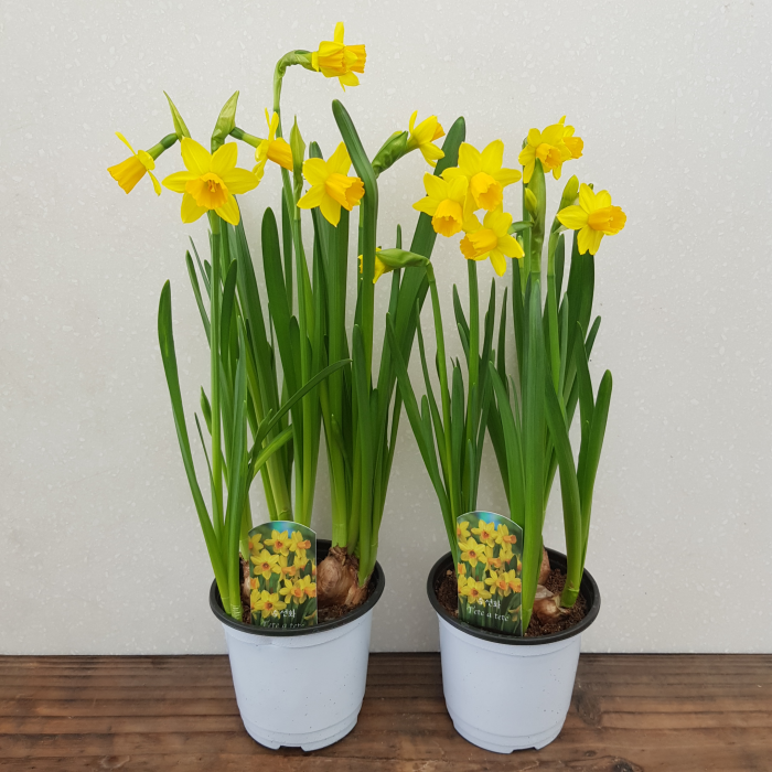 [용이네 화원] 노랑수선화 2개배송 노지월동 10,500원