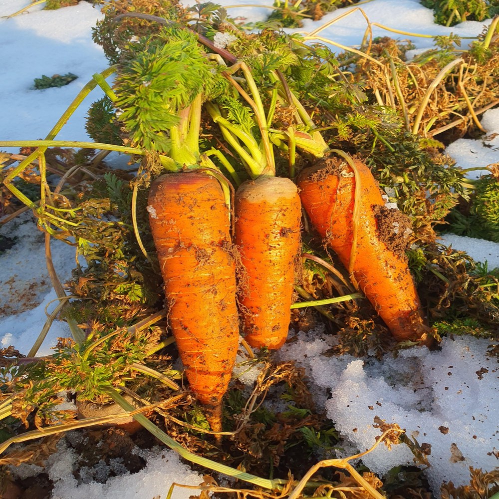 청담농수산 국내산 전남 함평 정품 유기농 당근 17,200원