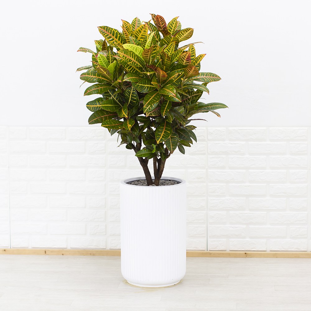 화수분 화려한 무늬와 색감 공기정화식물 대형 크로톤 168,000원