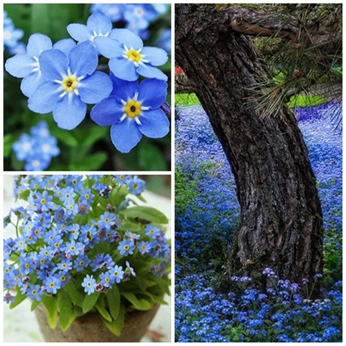 물망초 씨앗 2종 소포장 대포장 선택구매 30,000원