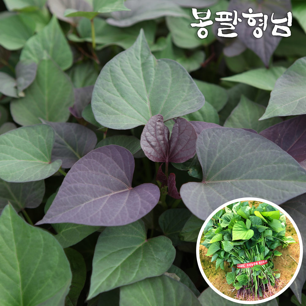 2026 호풍미모종 1kg 고구마순 호박고구마모종 14,000원