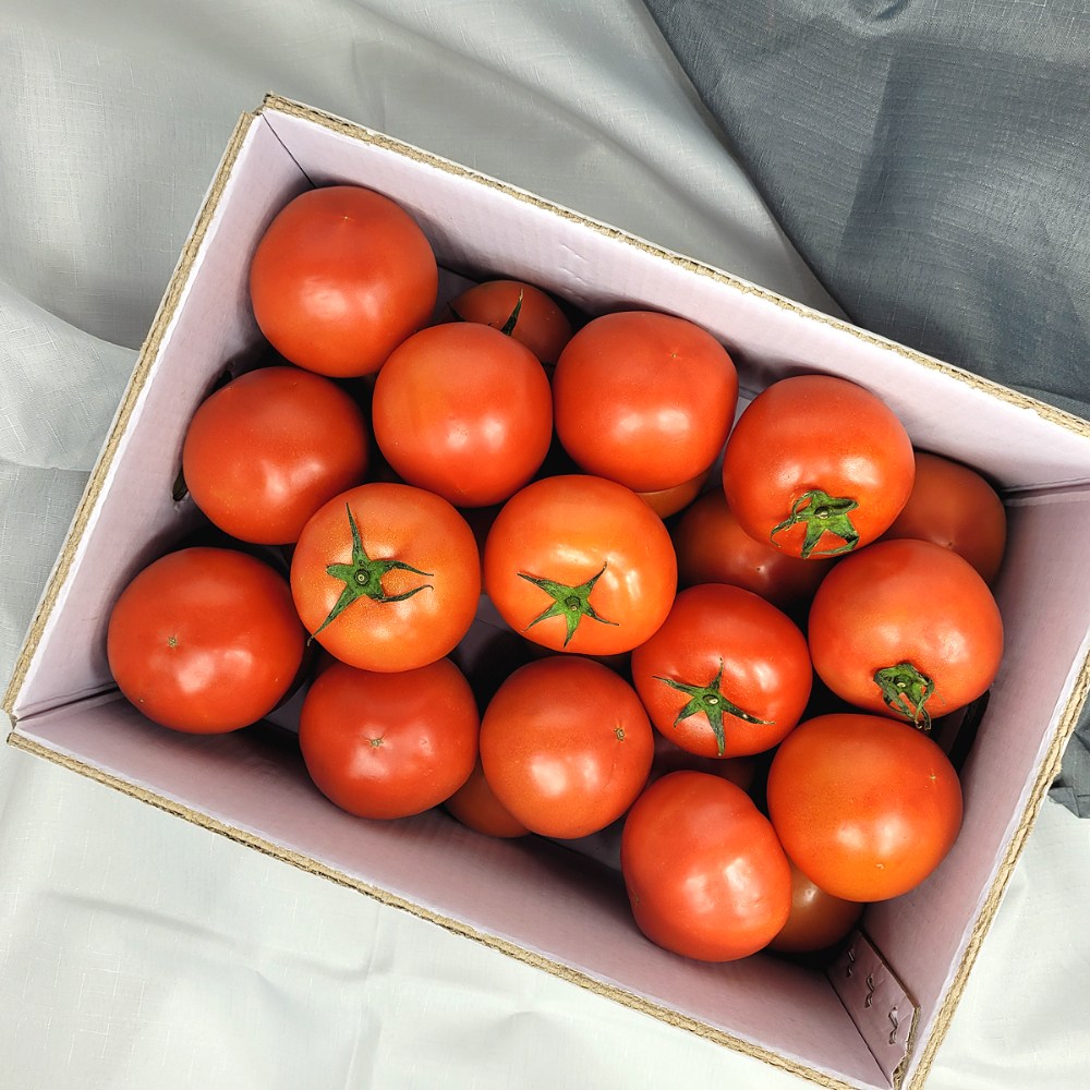 꿀비마켓 당일수확 완숙 찰 토마토 3kg 5kg (못난이) 주스용 23,000원