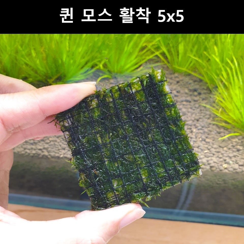 [수초몰] 퀸모스 5cm * 5cm 활착판 / 활착 모스 초보수초 음성수초 활착수초 활착모스 모스활착 피규어모스 화산석활착 구피 새우 수초맛집 피규어활착 피규어 모스볼 마리모, 현재가 9,990원