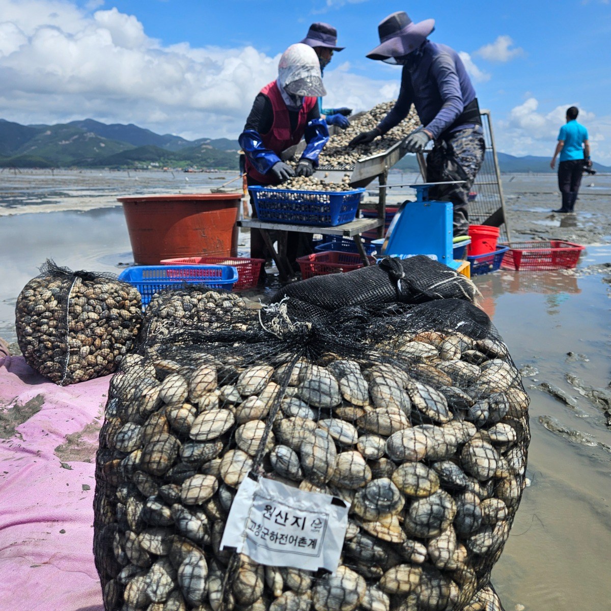 서해안 고창 갯벌 해감바지락, 1개, 바지락 3kg 15,000원