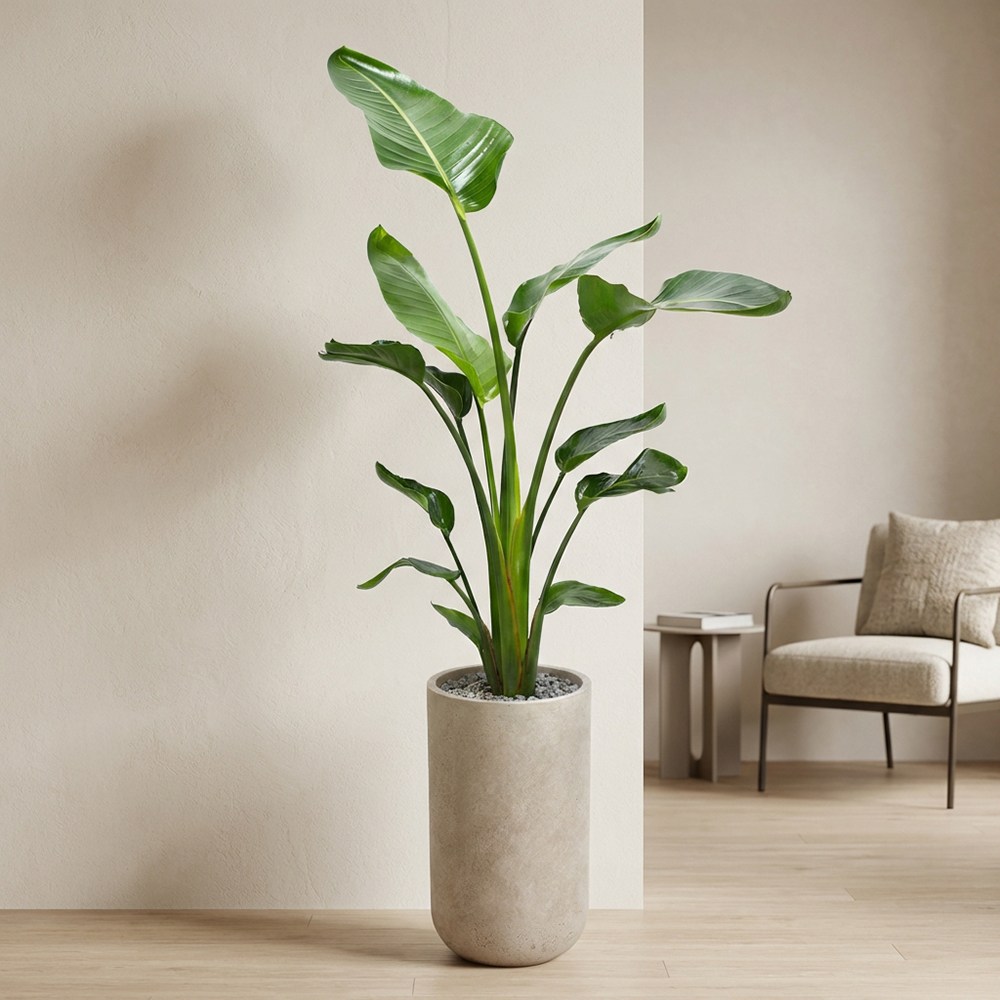 거실의 주인공 대형 여인초 식물 집들이 이사축하 선물 카페 개업선물 138,000원